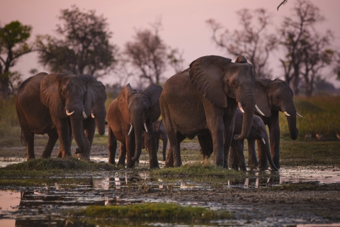 Best of Botswana Lodge Safari – Kasane