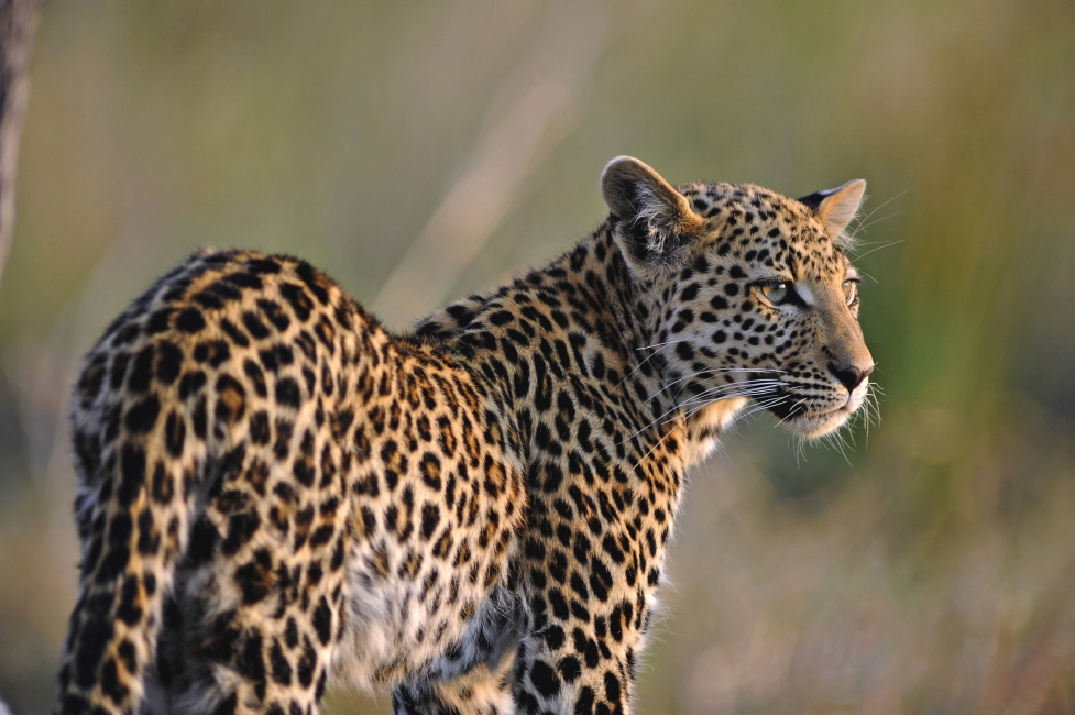 Leopard in the Okavango Delta