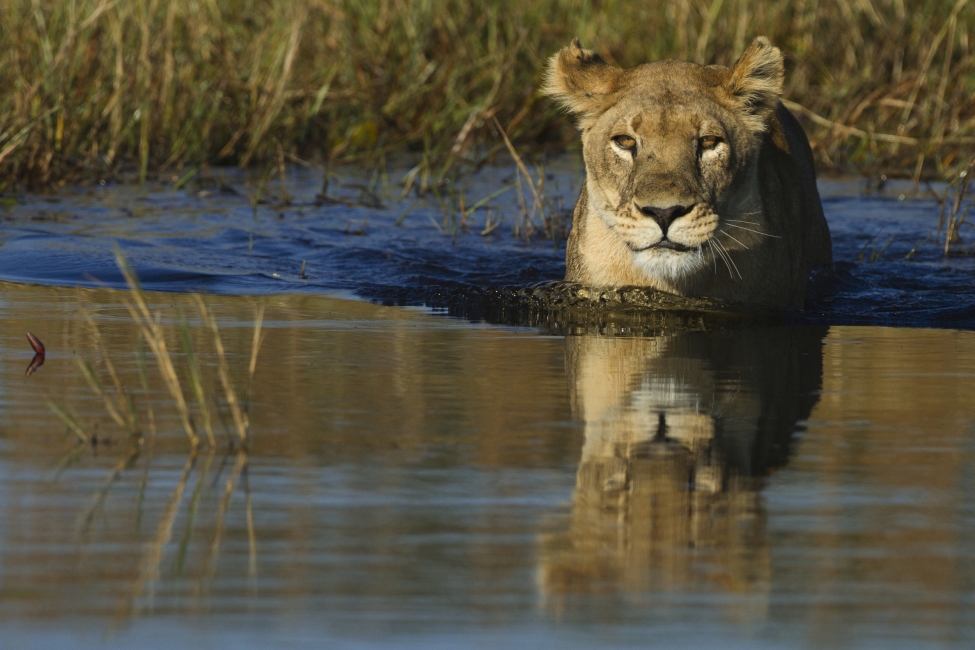 Lion in the water in the Okavango Delta