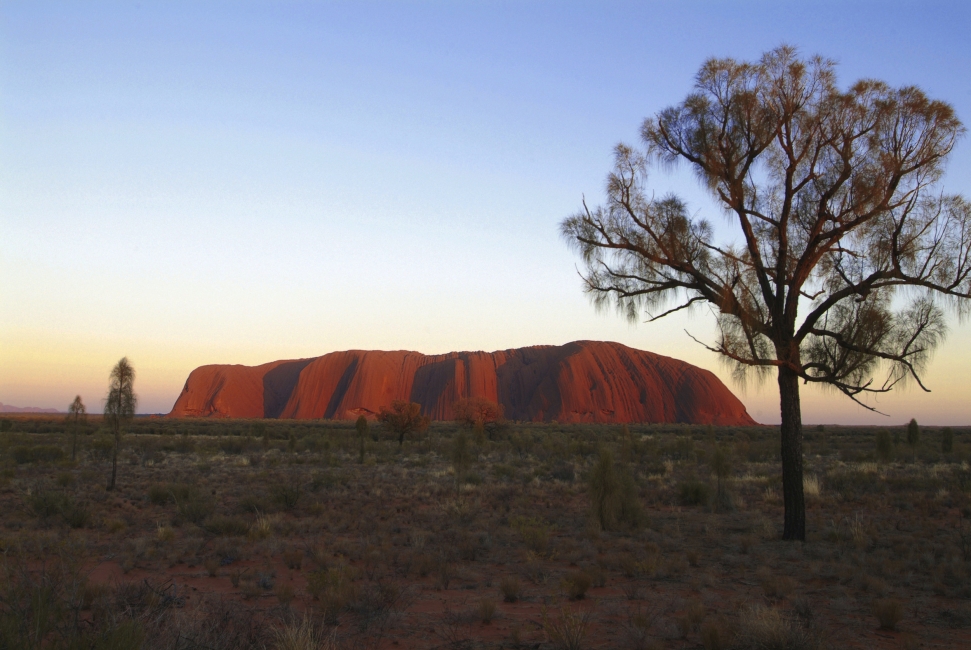 Uluru (Ayers Rock) with a tree
