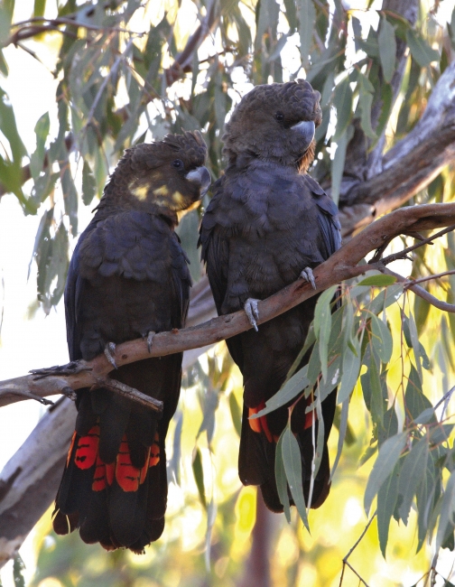 Cockatoos on the Scenic Rim Trail
