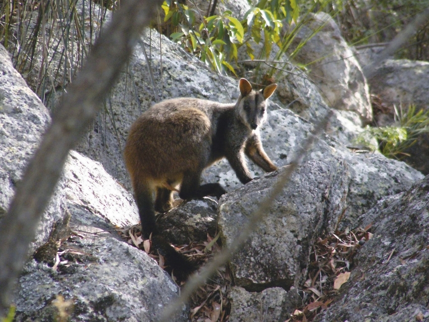 Wallaby on the Scenic Rim Trail
