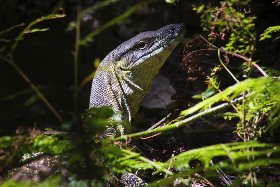 Goanna on the Scenic Rim Trail