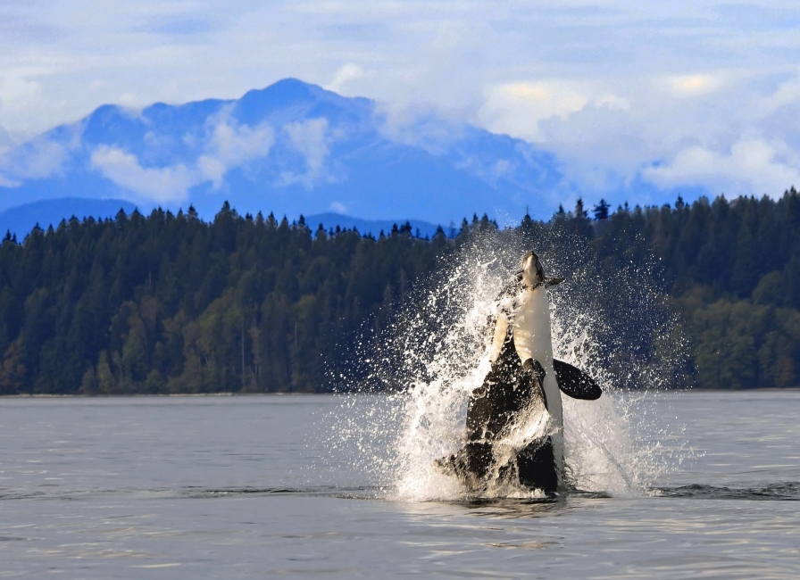 Orca bei Campbell River, British Columbia