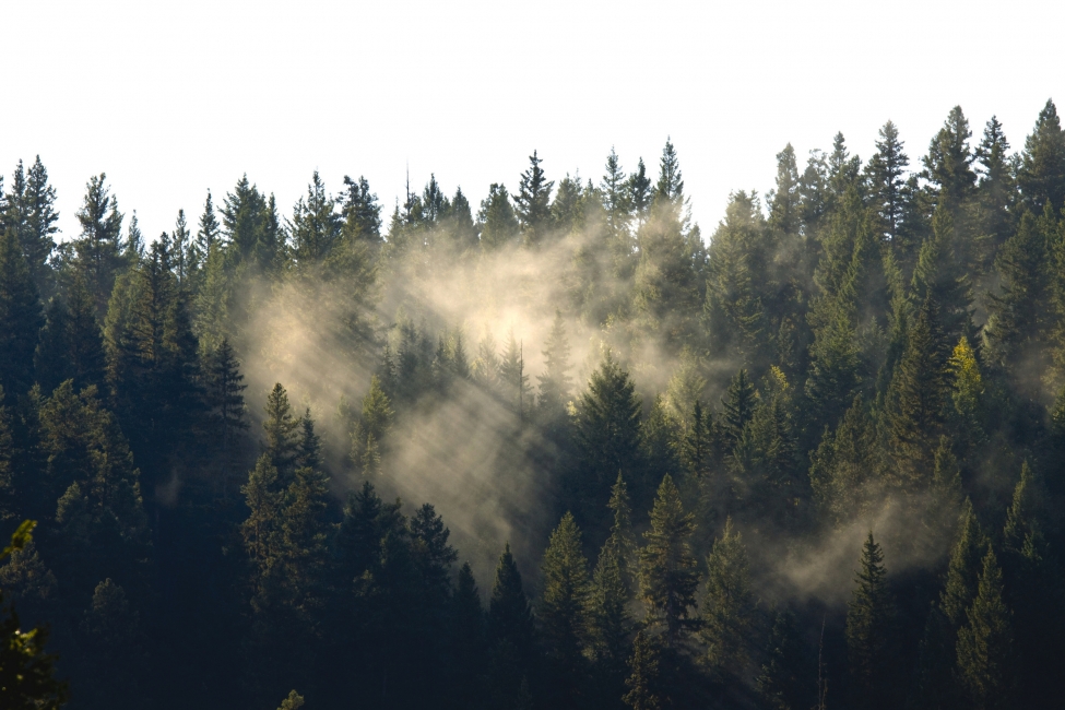 Nebel über dem Wald bei Prince George, British Columbia