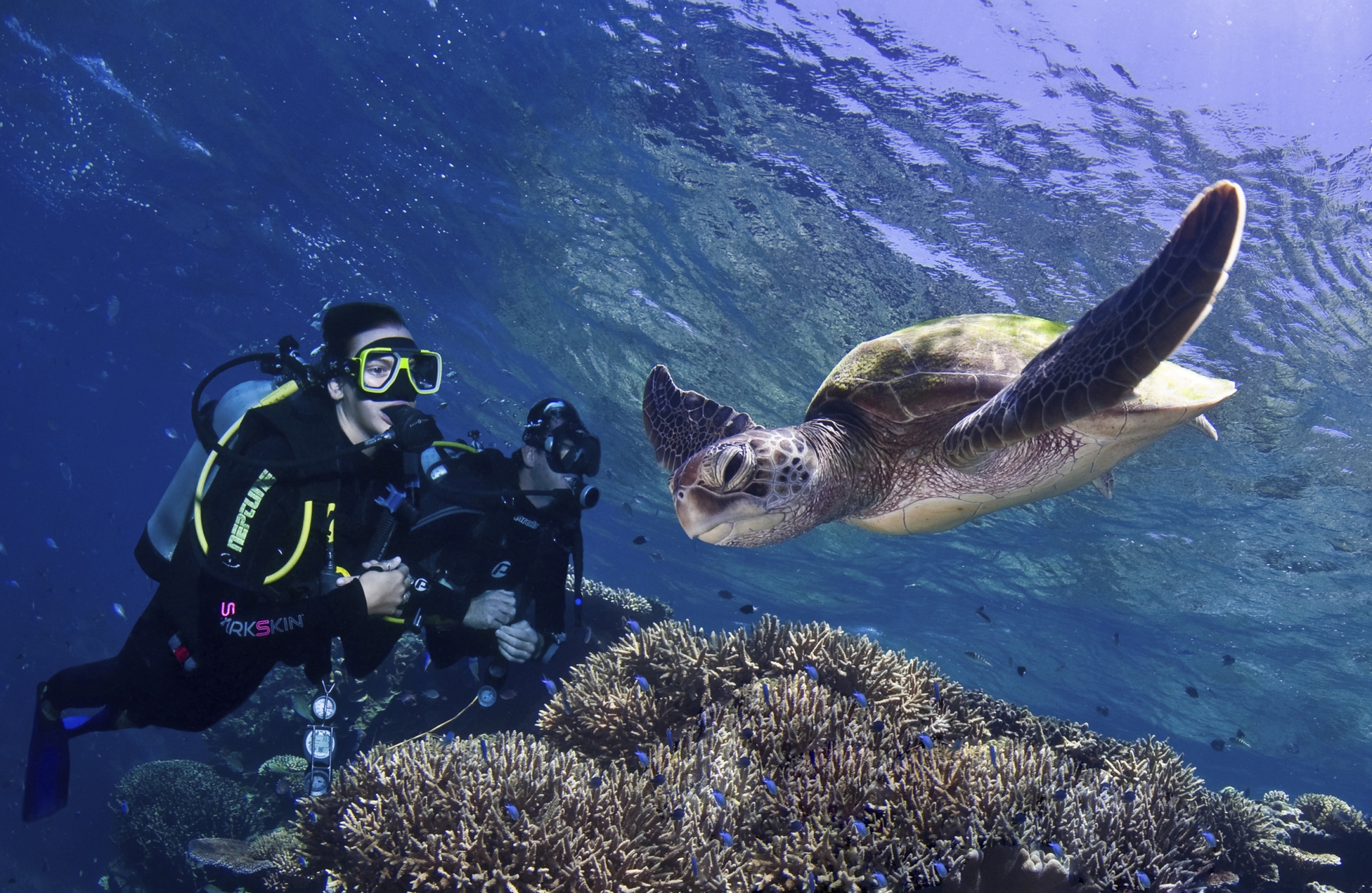 Tauchkreuzfahrt Pro Dive «Outer Reef» – Cairns