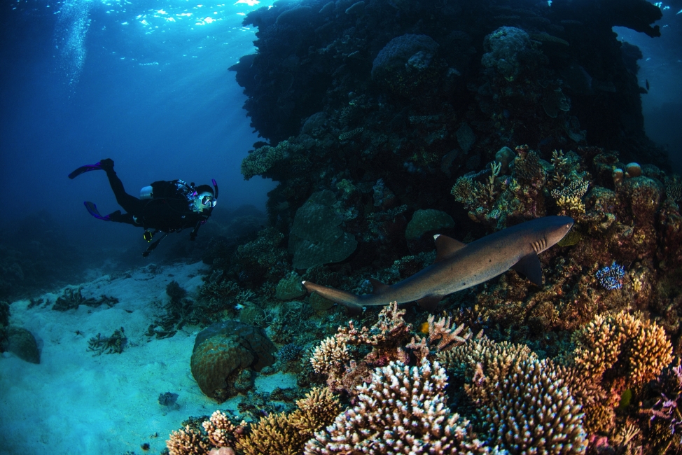 Taucher mit Hai am Great Barrier Reef