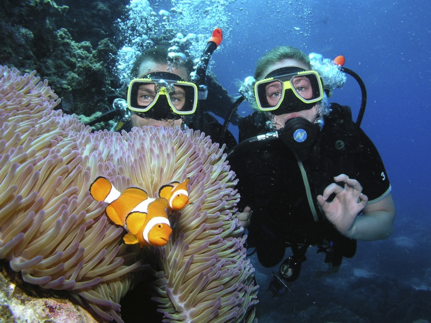 Taucher mit Koralle und gelben Fischen am Great Barrier Reef