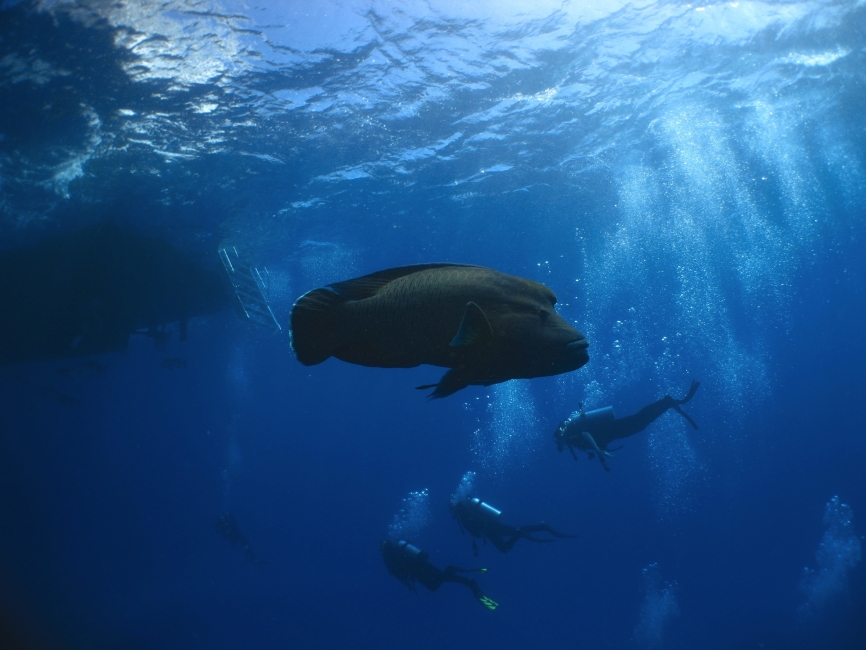 Unterwasserwelt des Great Barrier Reef