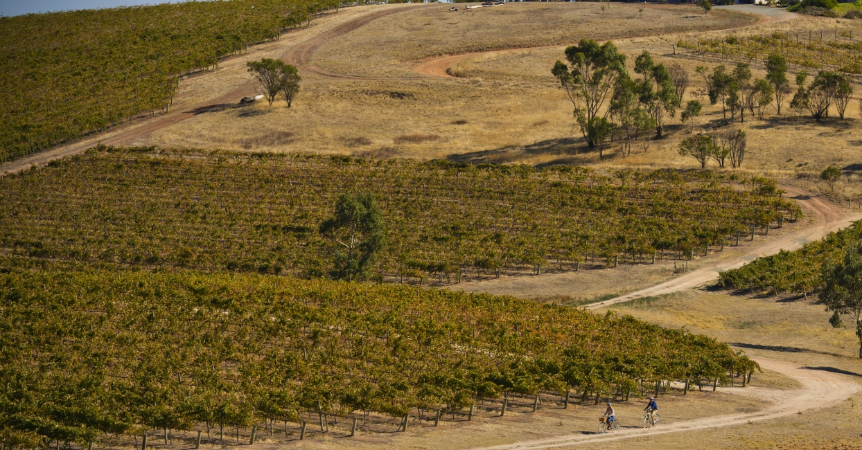 Ciclisti vicino a un vigneto nella Clare Valley