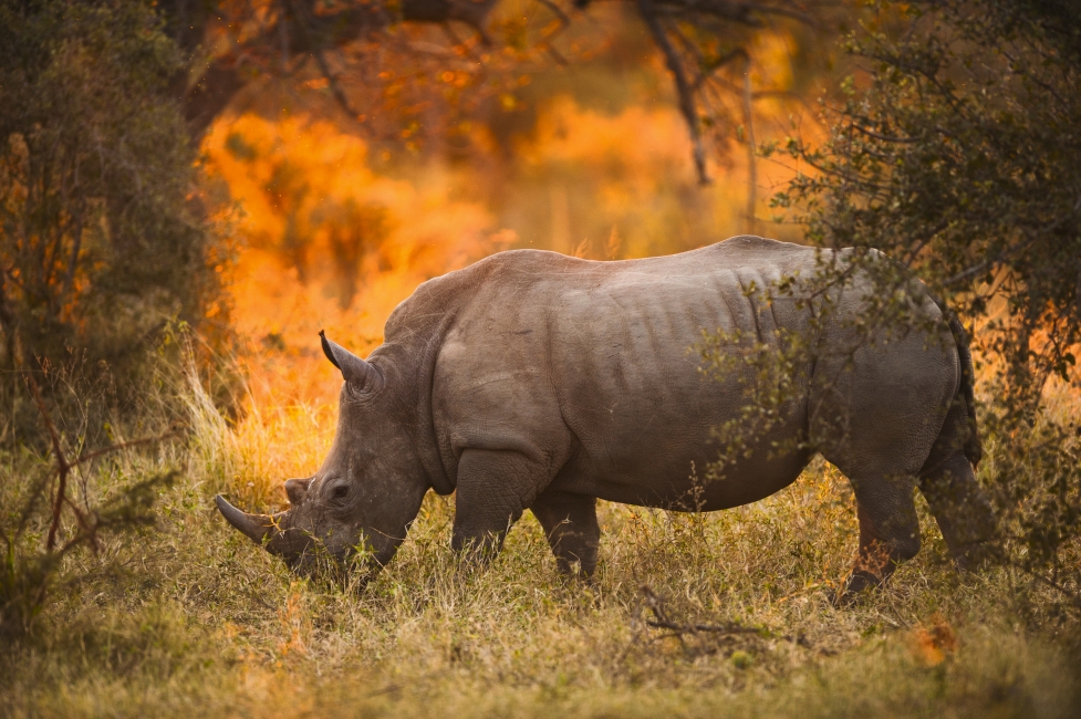 Rinoceronte al tramonto nel Parco nazionale Kruger