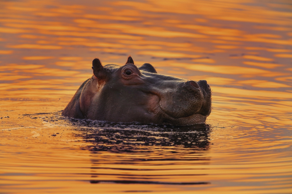 Ippopotamo in Sudafrica
