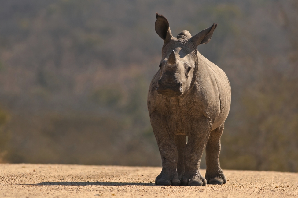 Junges Nashorn im Kruger-Nationalpark
