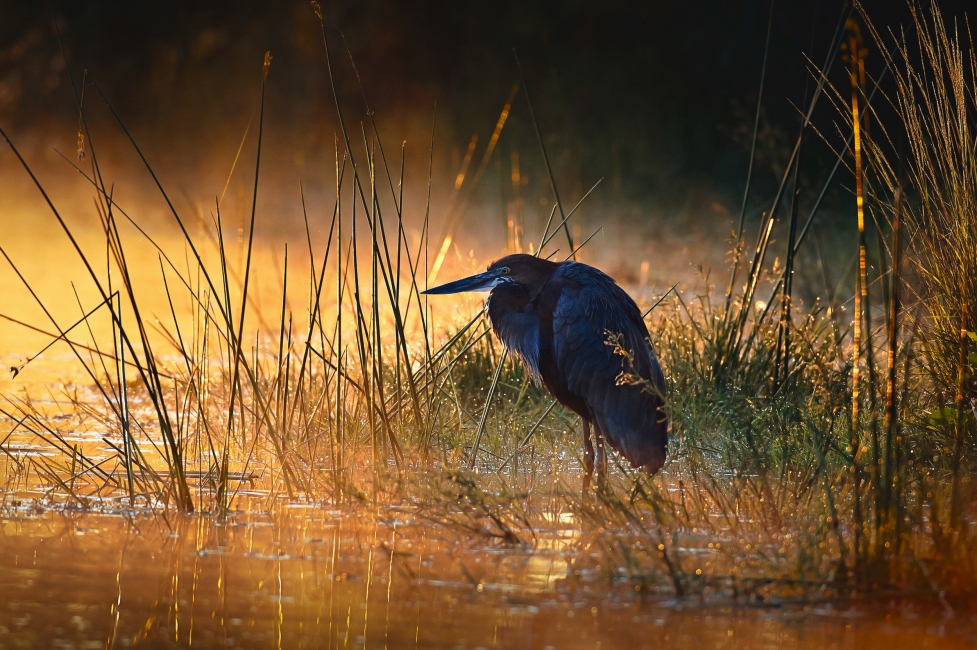 Vogel im Gras im Kruger-Nationalpark
