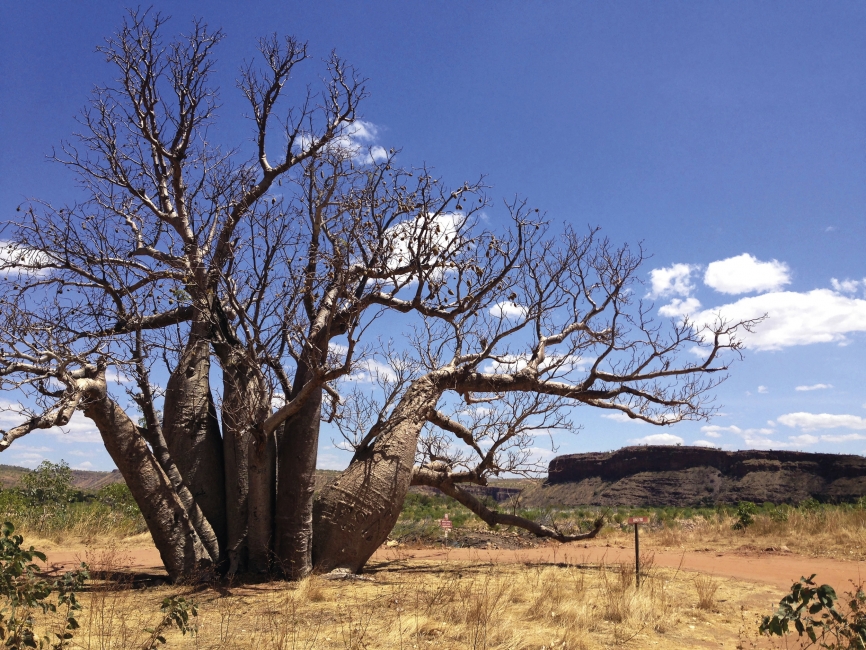 Boab-Baum im El Questro Wilderness Park