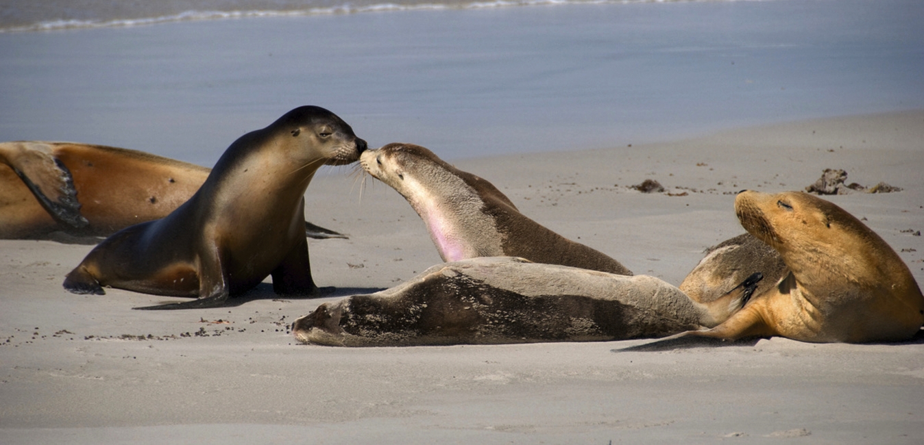 Seals sniffing at Seal Bay, Kangaroo Island