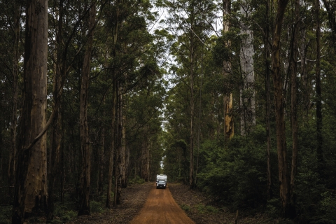 Pemberton in Westaustralien