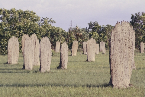 Magnetic termite mounds in Litchfield National Park