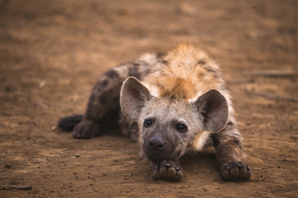 Junge Hyäne im Kruger-Nationalpark