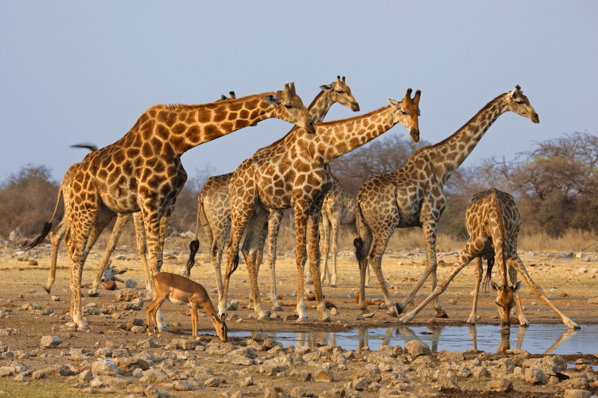 Giraffe alla pozza d'acqua nel Parco nazionale di Etosha