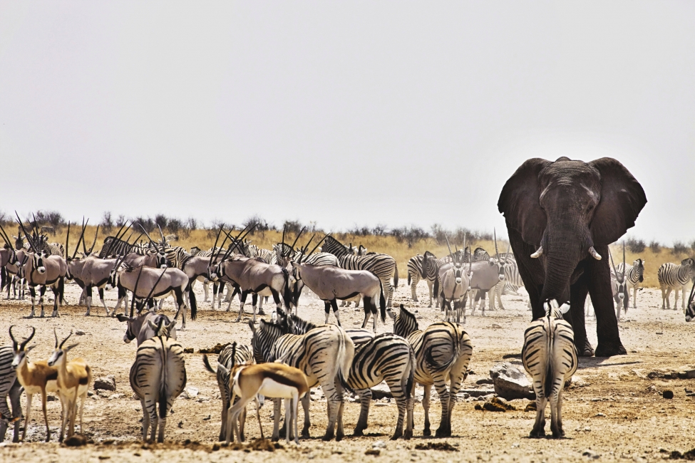 Animali alla pozza d'acqua nel Parco nazionale di Etosha