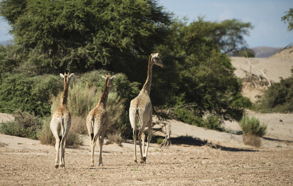 Giraffe giovani in Namibia