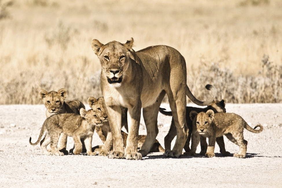 Famiglia di leoni in Namibia