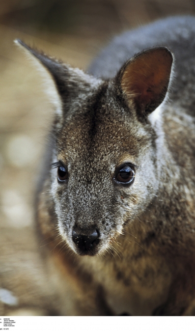 Canguro su Kangaroo Island