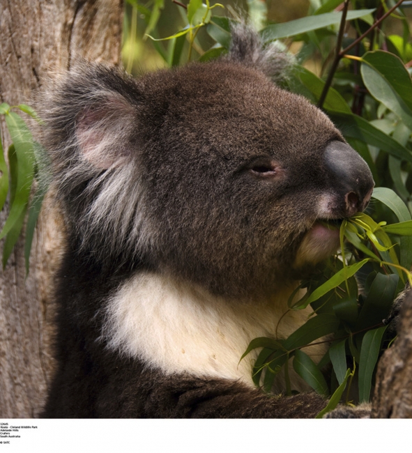 Koala in primo piano