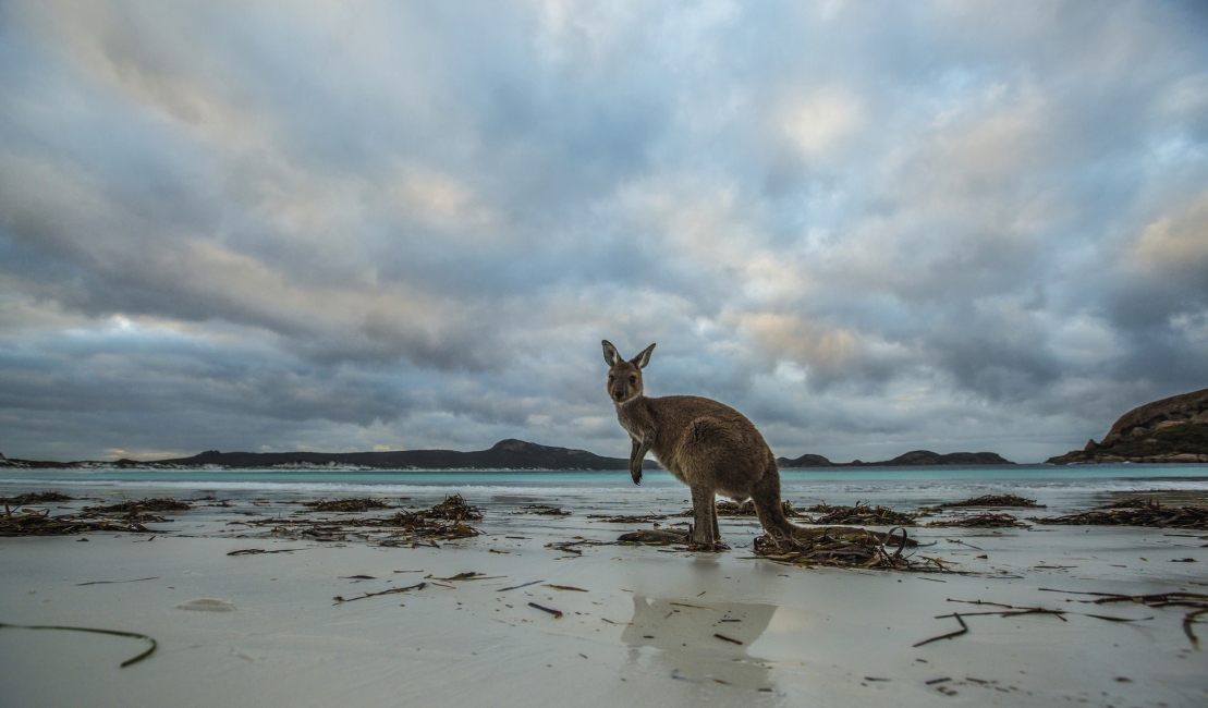 Canguro a Lucky Bay, Parco nazionale di Cape Le Grand