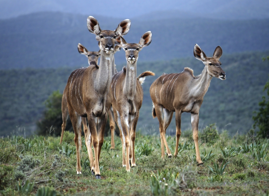 Kudus im Addo-Elefanten-Nationalpark