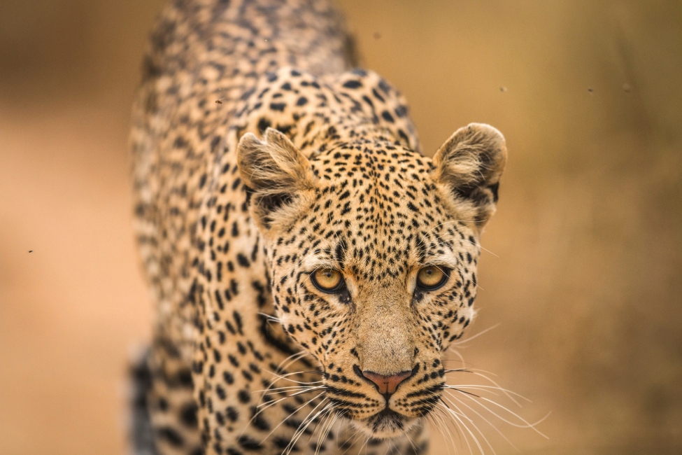 Leopard im Kruger-Nationalpark