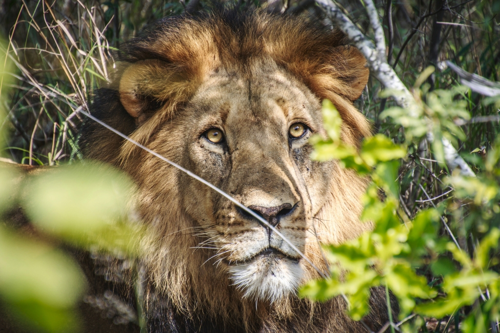 Löwe im Kruger-Nationalpark