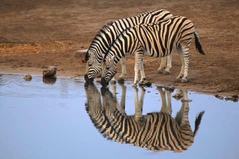 Zebras am Wasserloch im Etosha-Nationalpark