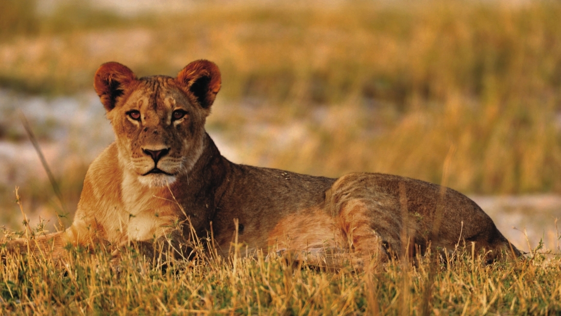 Lion in the grass, Namibia