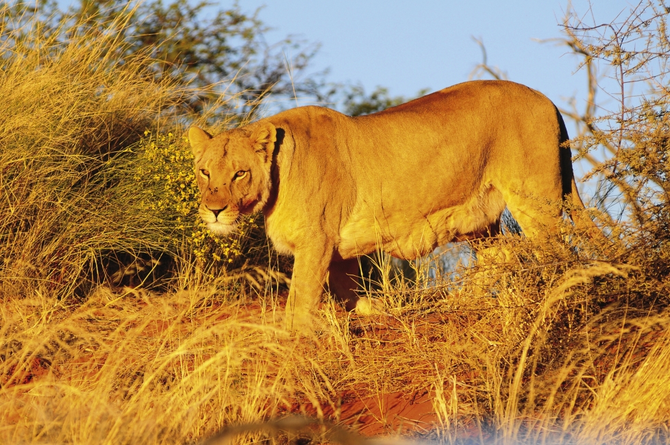 Löwe in Namibia