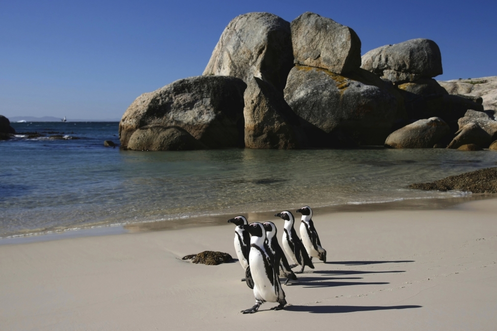 Pinguine am Boulders Beach bei Kapstadt