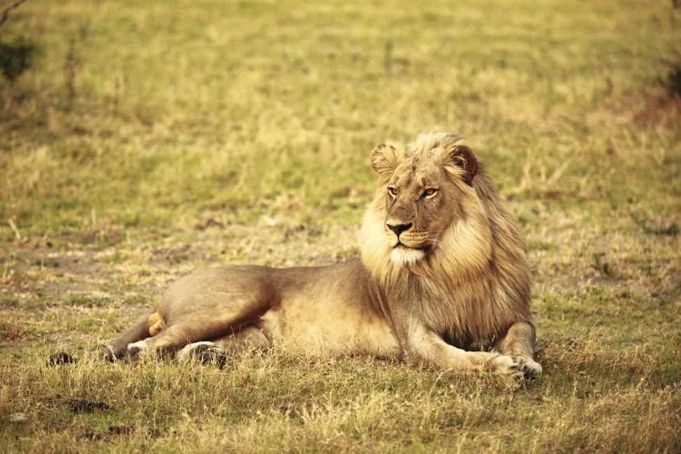 Leone vicino a Johannesburg