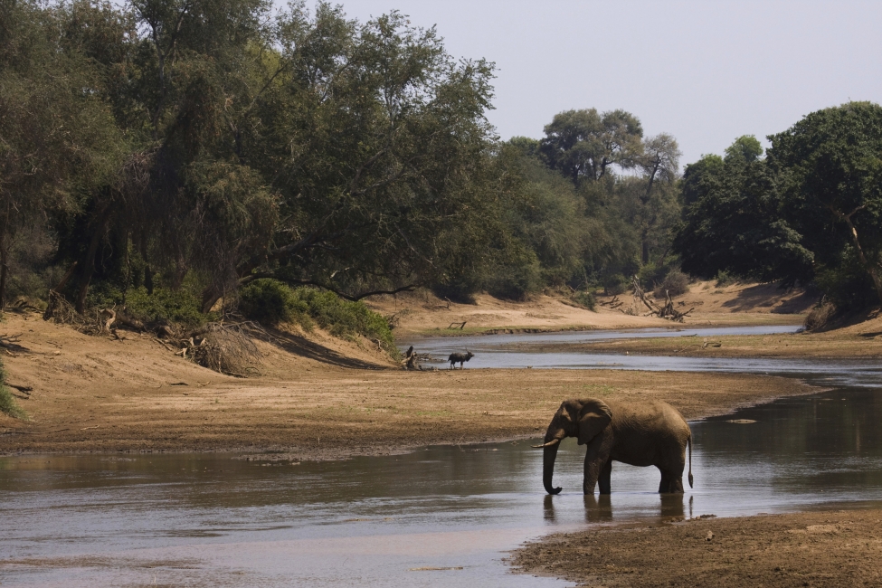 Elefante lungo un fiume nel Parco nazionale Kruger