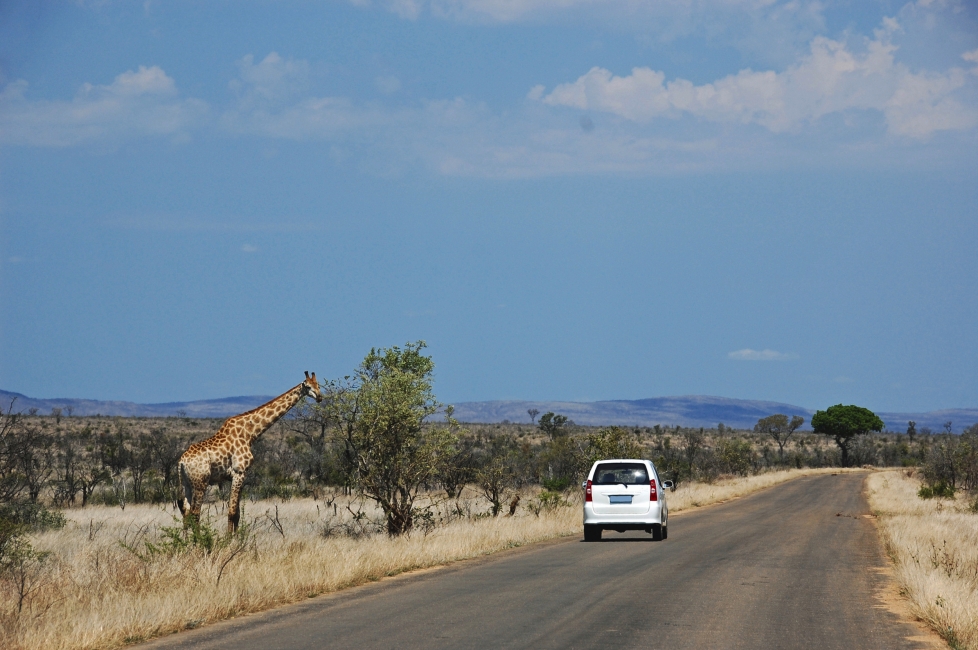 Giraffa a bordo strada nel Parco nazionale Kruger