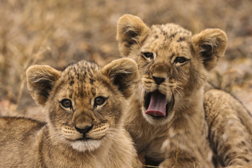 Cuccioli di leone nel Parco nazionale Kruger