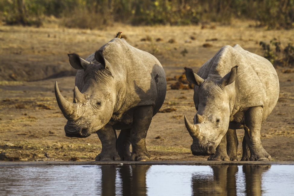 Rinoceronti che si abbeverano nel Parco nazionale Kruger
