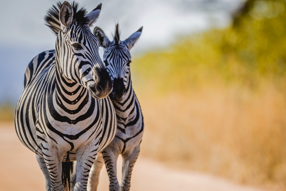 Zebre nel Parco nazionale Kruger