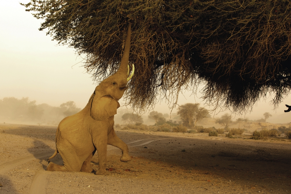 Elefante in Namibia