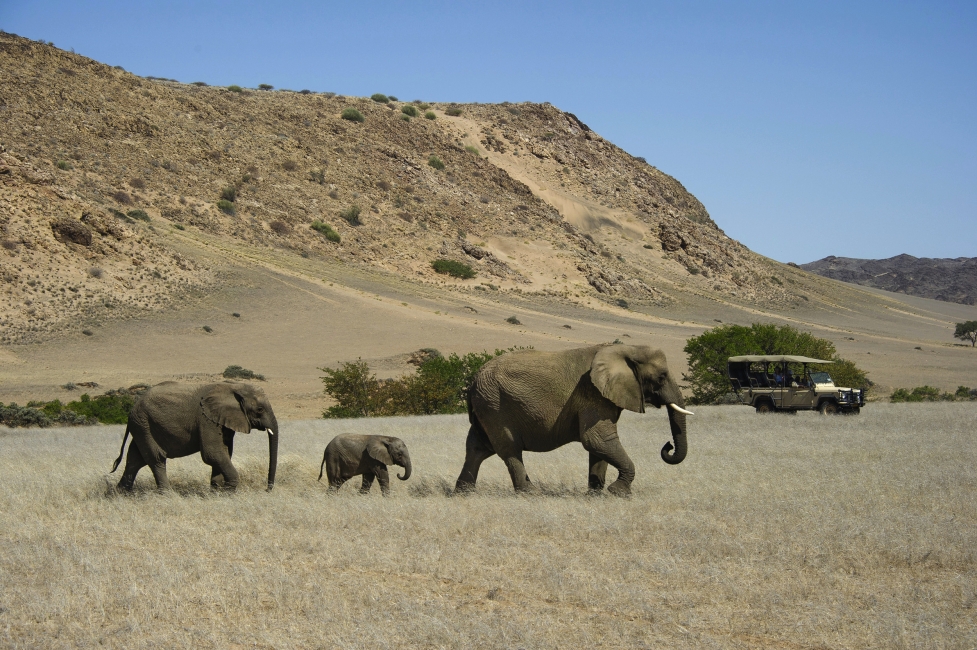 Elefante in Namibia