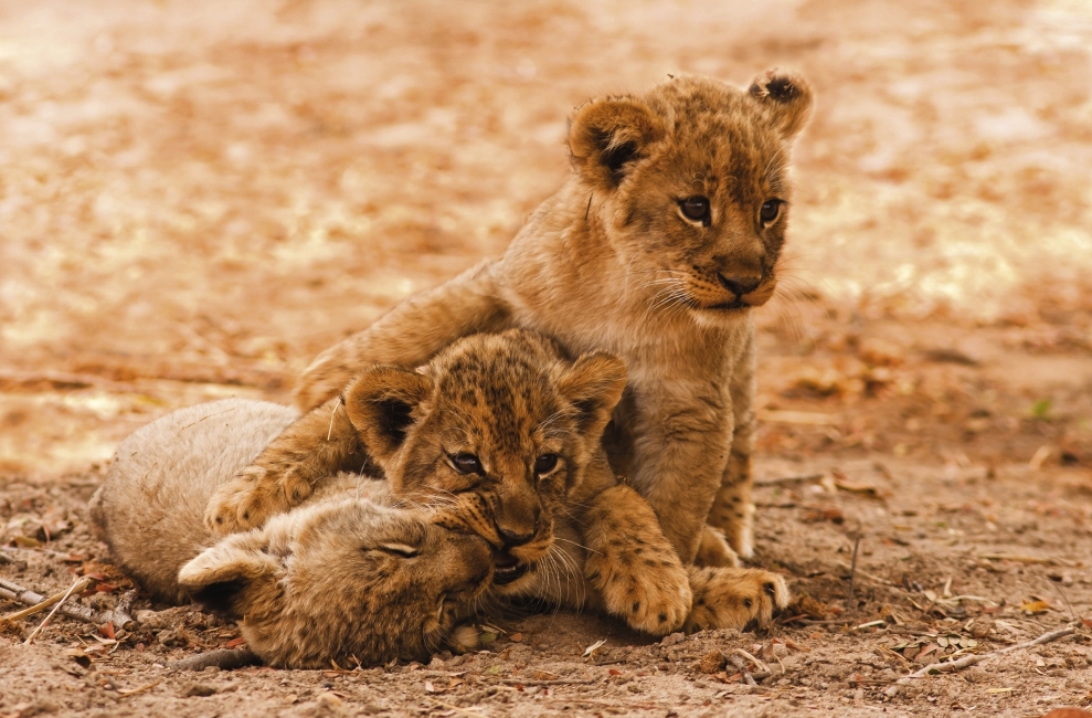 Cuccioli di leone che giocano in Namibia