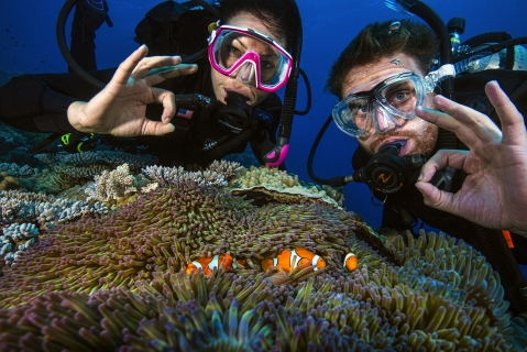 Taucher mit Clownfisch am Great Barrier Reef
