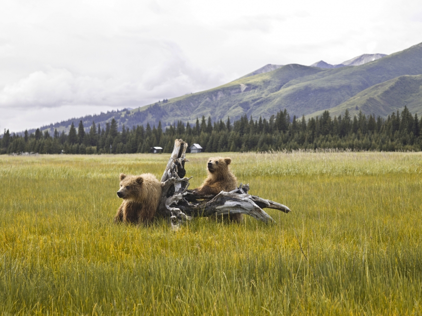 Two bears playing in Denali National Park