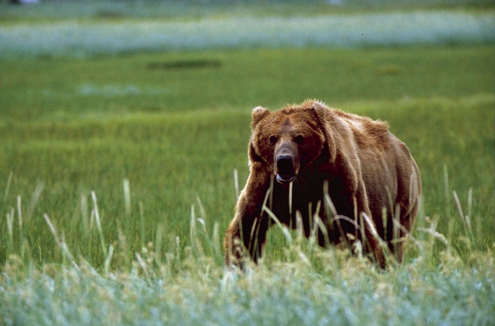 Bear in the grass near Redoubt Bay Lodge