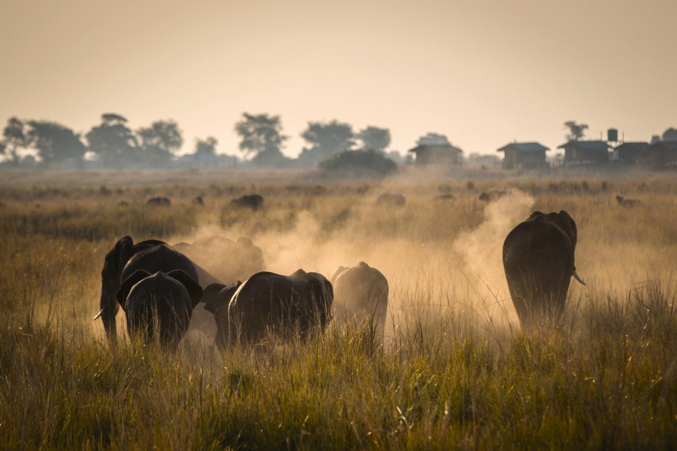 Elefanti nel Parco nazionale del Chobe